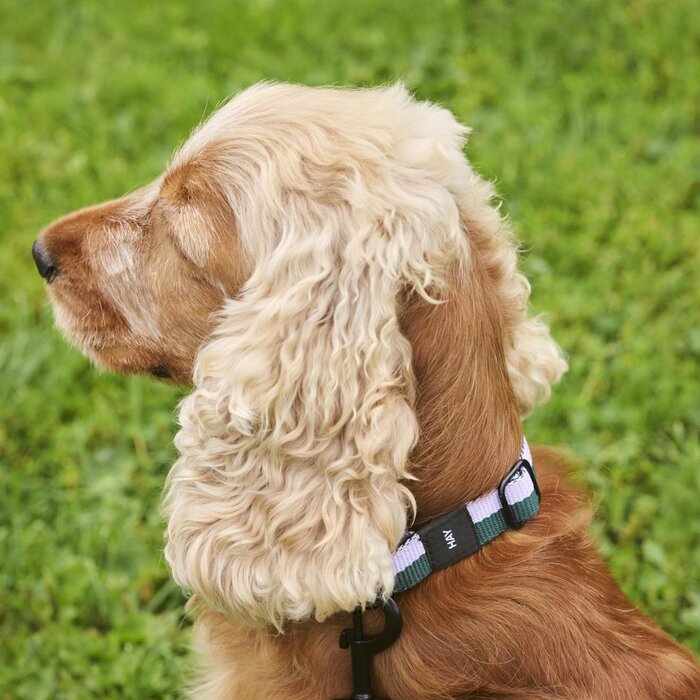 HAY Dog Collar - M/L - HAY