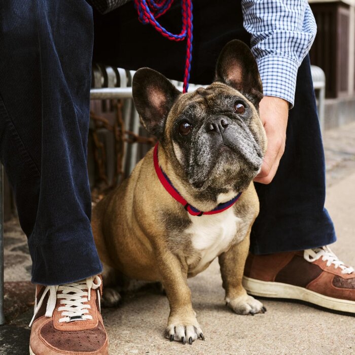 HAY Dog Collar - M/L - HAY