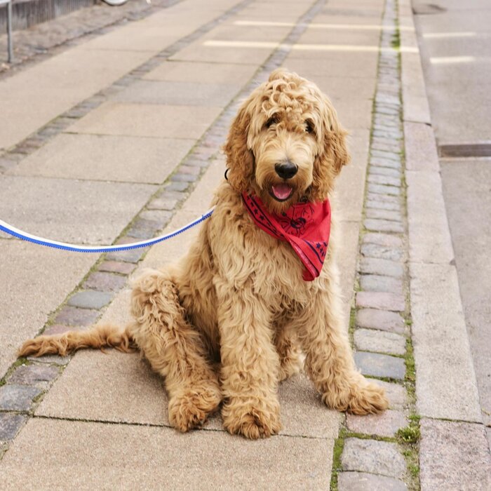 HAY Dog Leash Flat - Blue Off-white - HAY