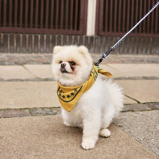 HAY Dog Scarf