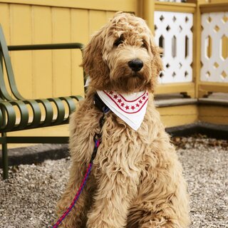 HAY Dog Scarf