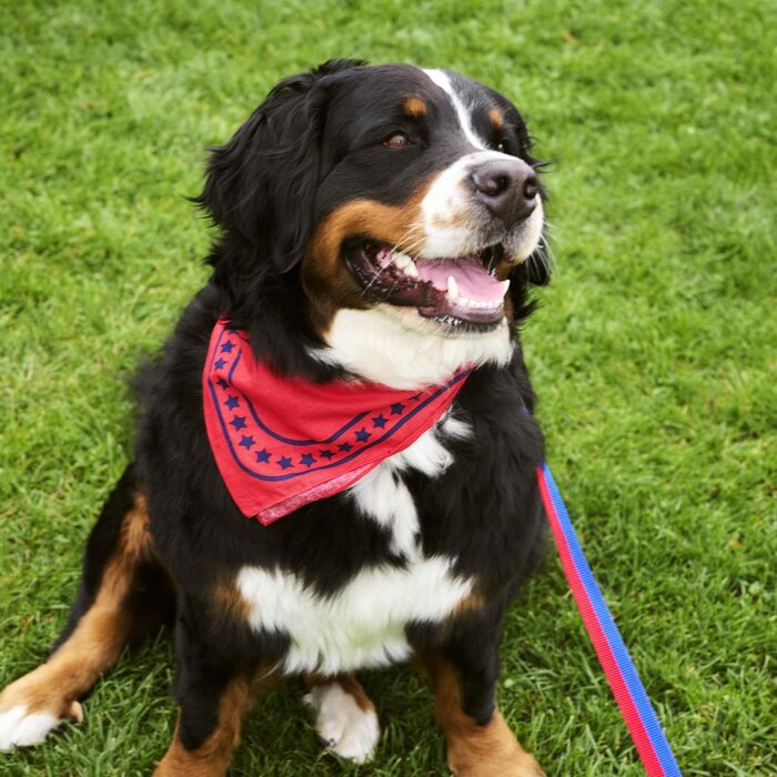 HAY Dog Scarf  - Hondensjaal- HAY