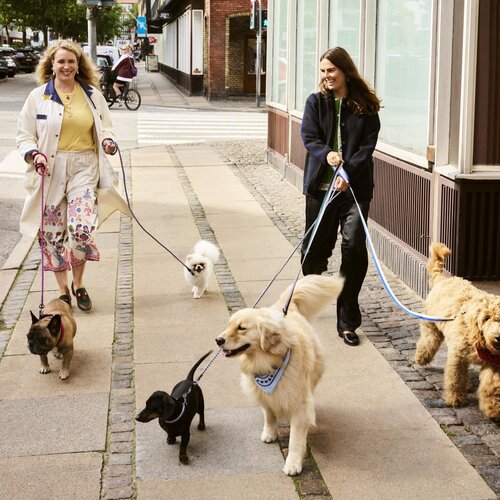 HAY Dogs