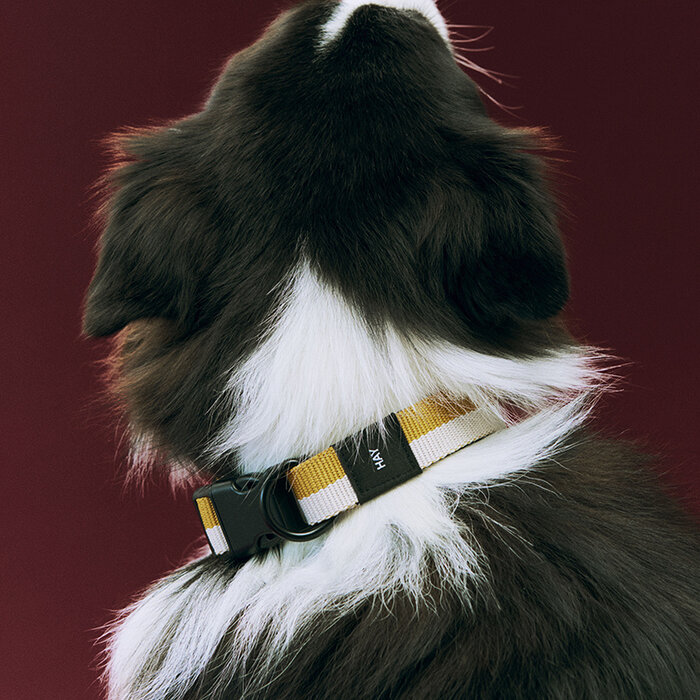 HAY Honden halsband - Dog Collar - S/M - Off-white Ochre - HAY