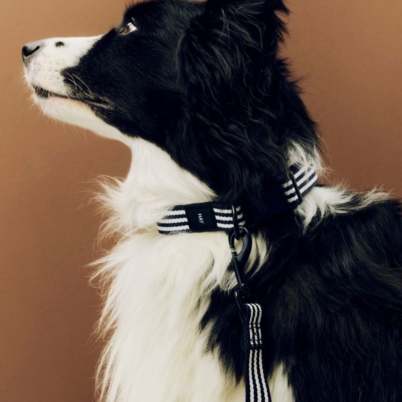 HAY Dogs Leash - HAY