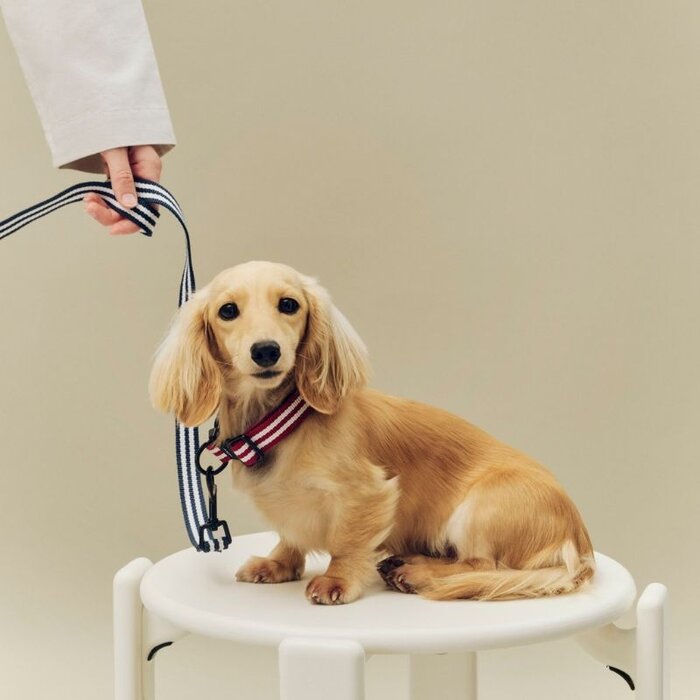 HAY Dogs Leash - HAY