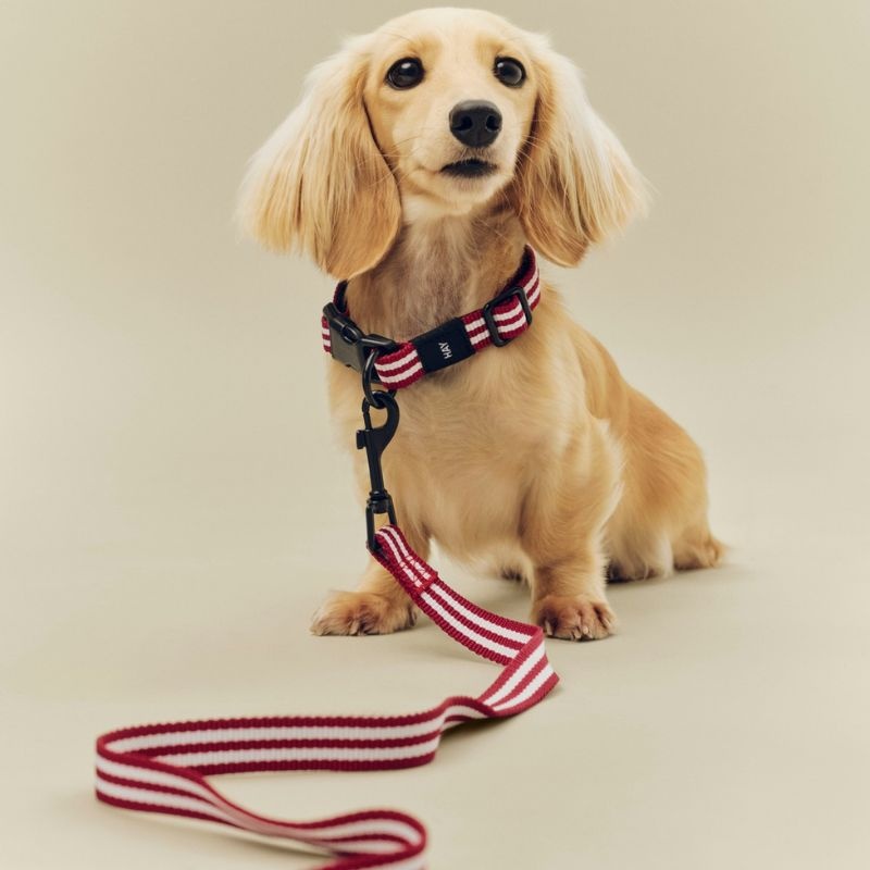 HAY Dogs Leash - HAY