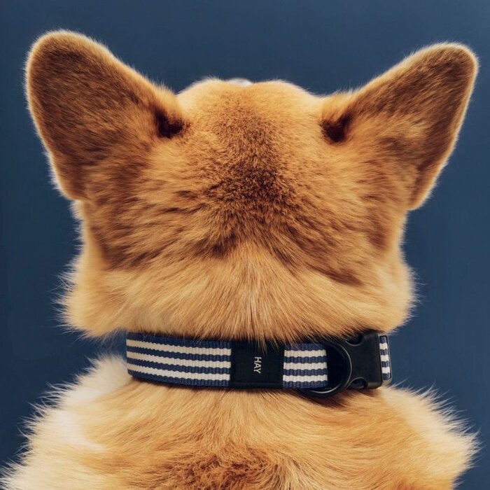 HAY Collier pour chien - S/M - HAY