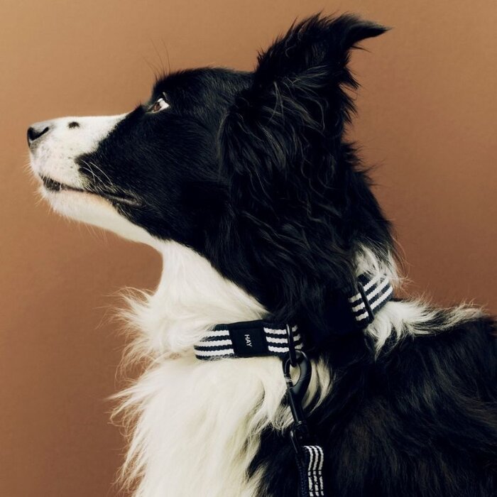 HAY Hondenhalsband - Dog Collar - S/M - HAY
