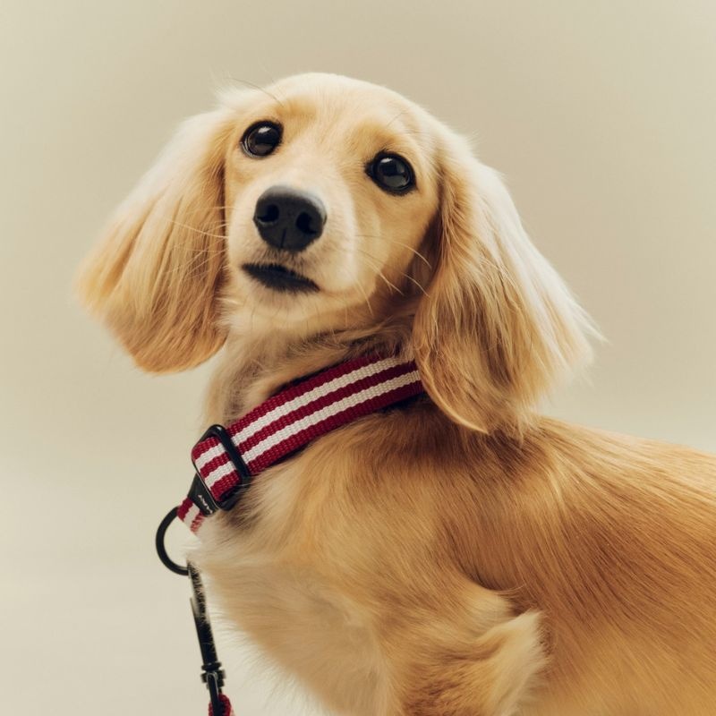 HAY Hondenhalsband - Dog Collar - S/M - HAY