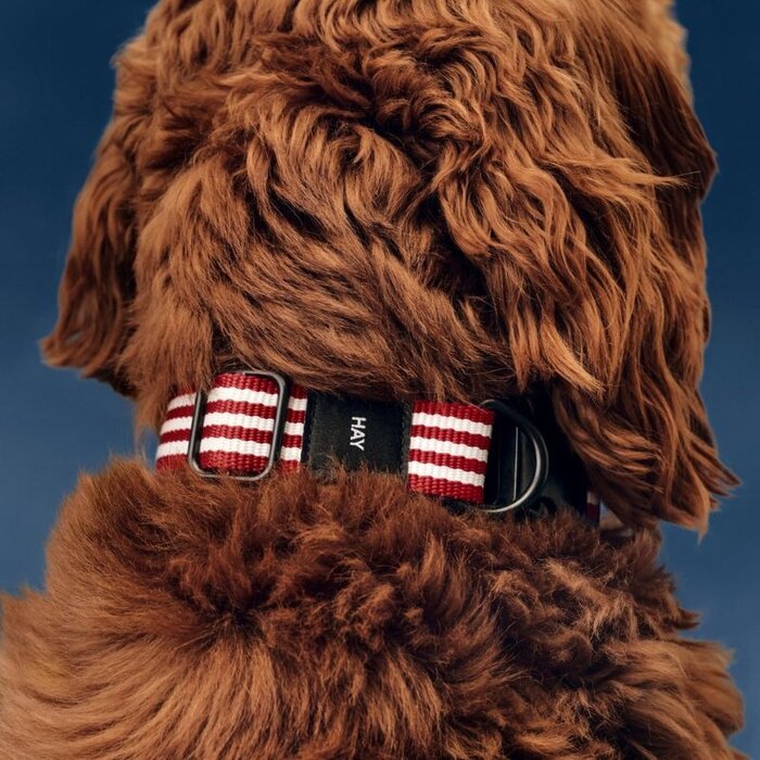 HAY Hondenhalsband - Dog Collar - S/M - HAY