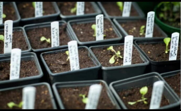Steeketiketten voor planten