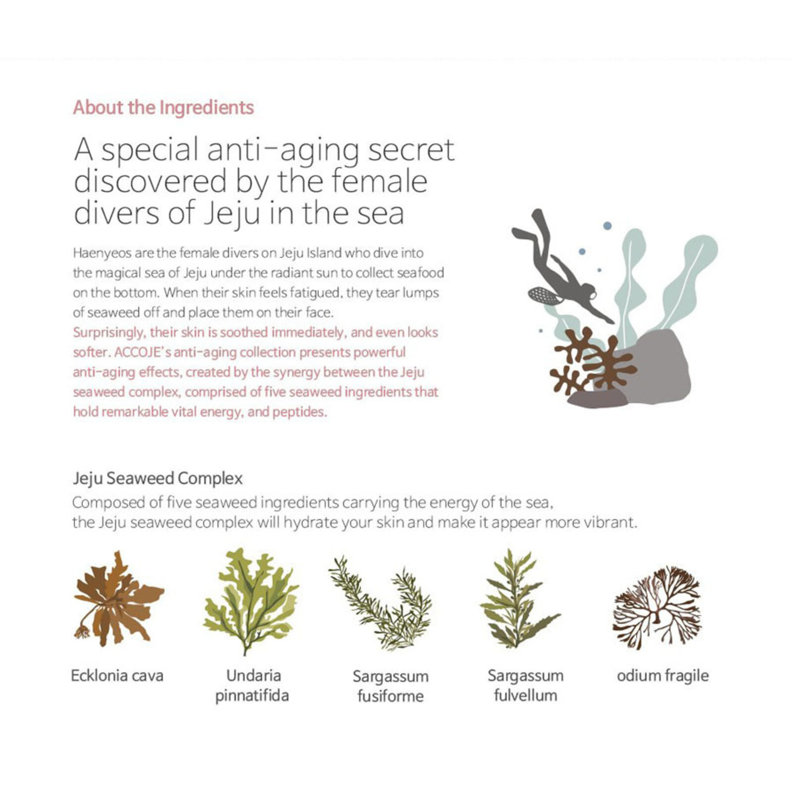 Accoje Anti-Aging Wrinkle Corrector