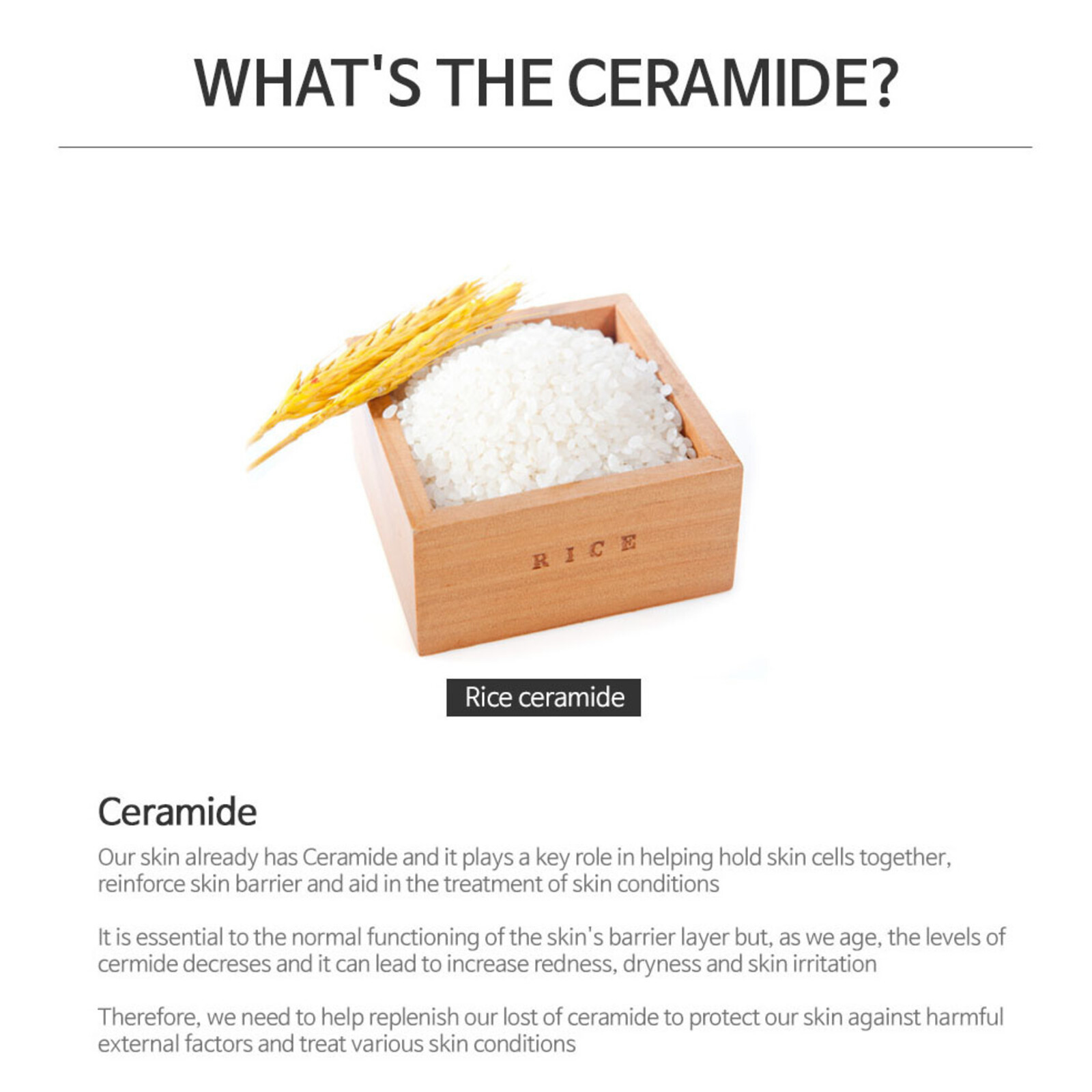 The Plant Base Quesera Ceramide