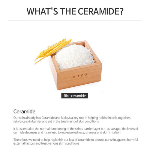 Quesera Ceramide The Plant Base Quesera Ceramide