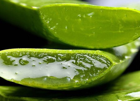Aloe Vera Aloe Vera