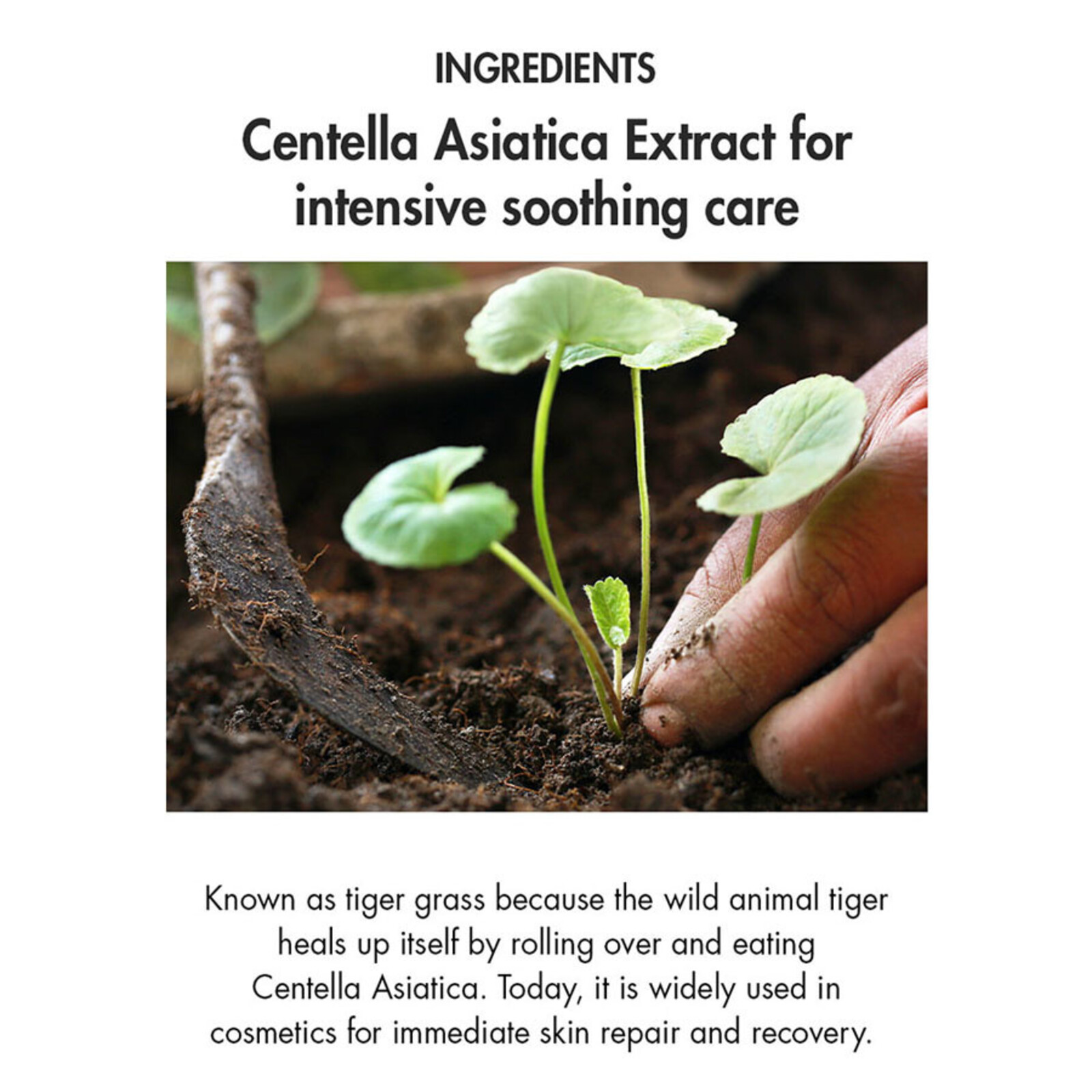 Dr. Ceuracle Cica Regen Vegan Sun