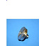 Inlet Poppet Retainer, SL5, 100S