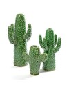 Cactus Vaas Groot