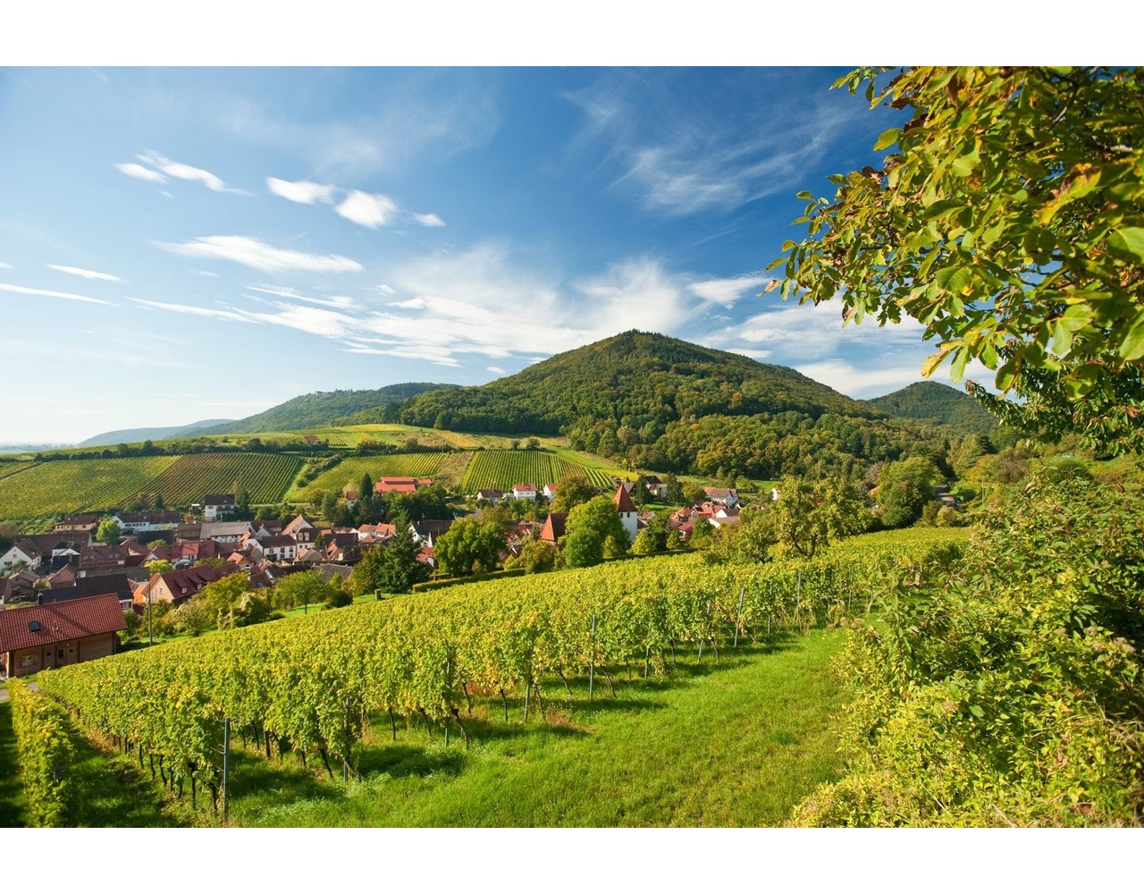 Mini-Wijnreis Europa