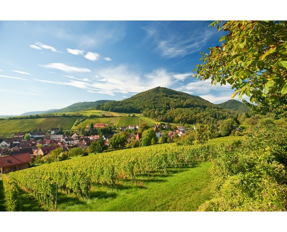 Mini-Wijnreis Europa