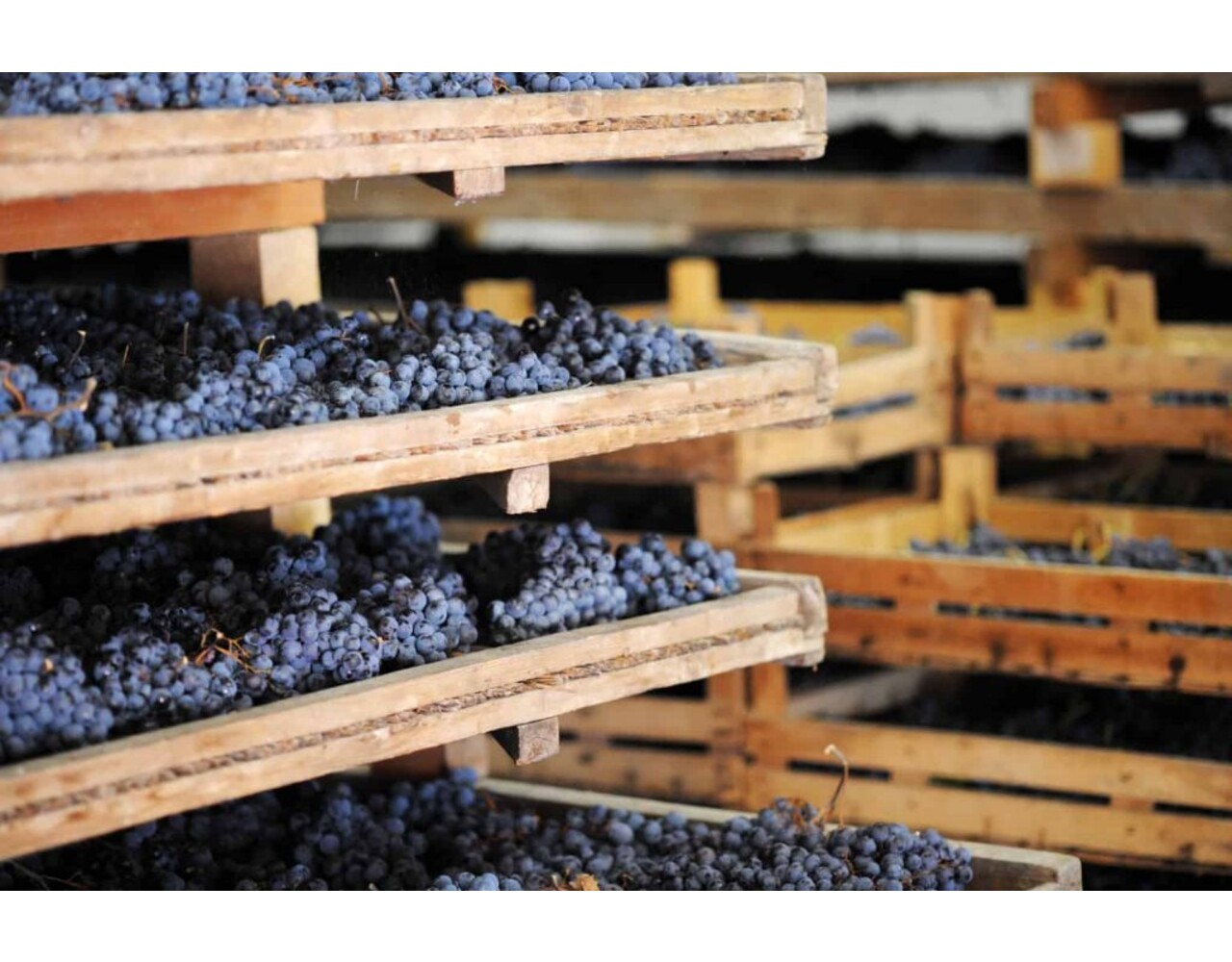 Wijntrip Italië Grandissimi Wijntrip Italië Grandissimi