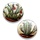 Pastille cactus - Beige/lgroen - Papier/resin - 25mm