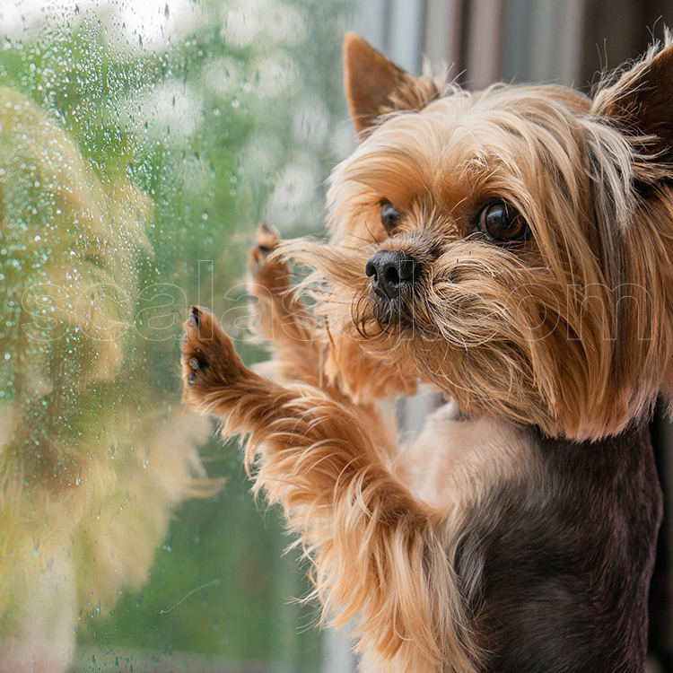Couverture anti-rayures de porte transparente pour chien