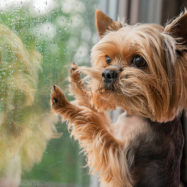 Anti-scratch Window Film | ORR | Transparent | Per roll Anti-scratch Window Film | ORR | Transparent | Per roll