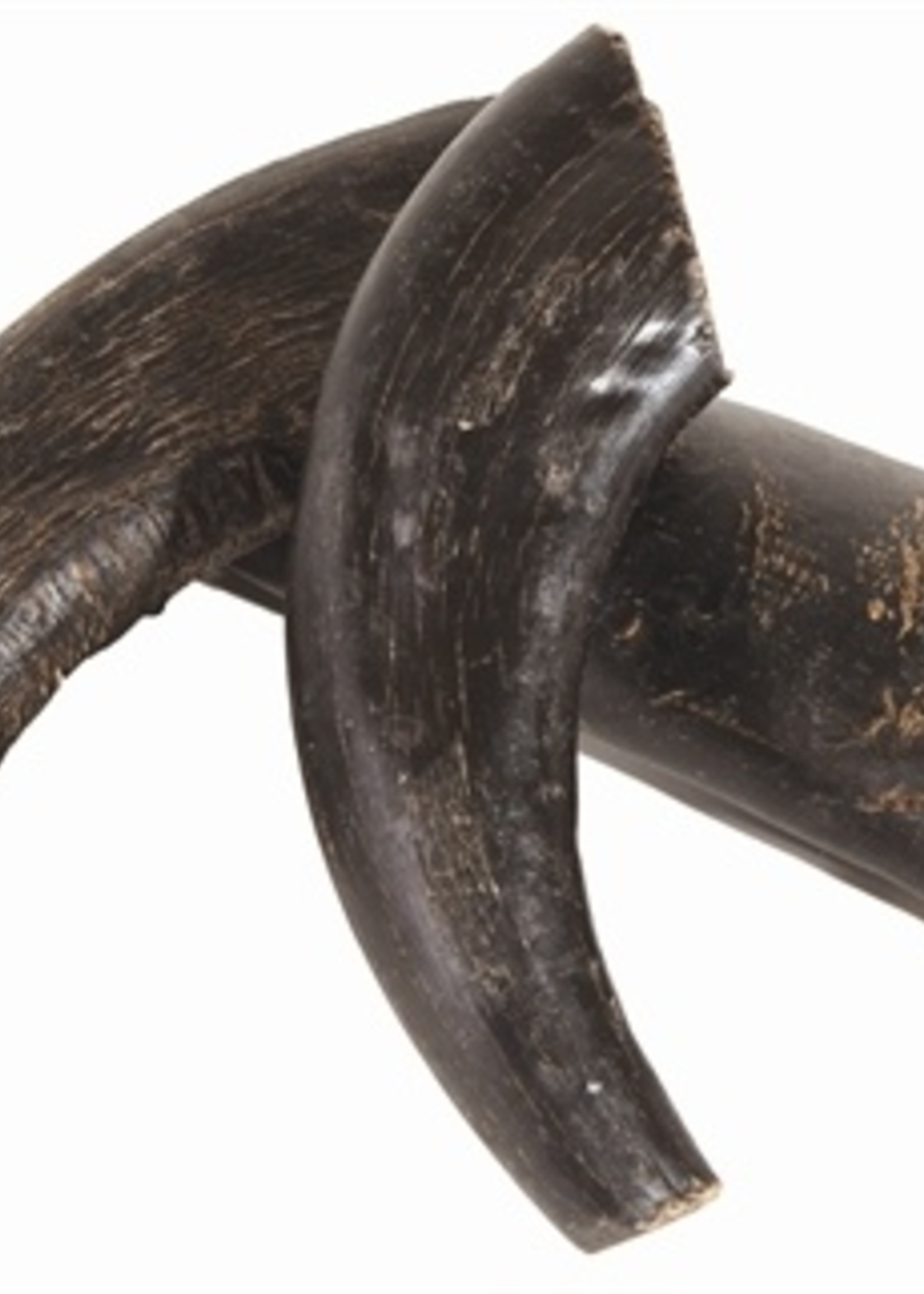 Petsnack Petsnack t-rex