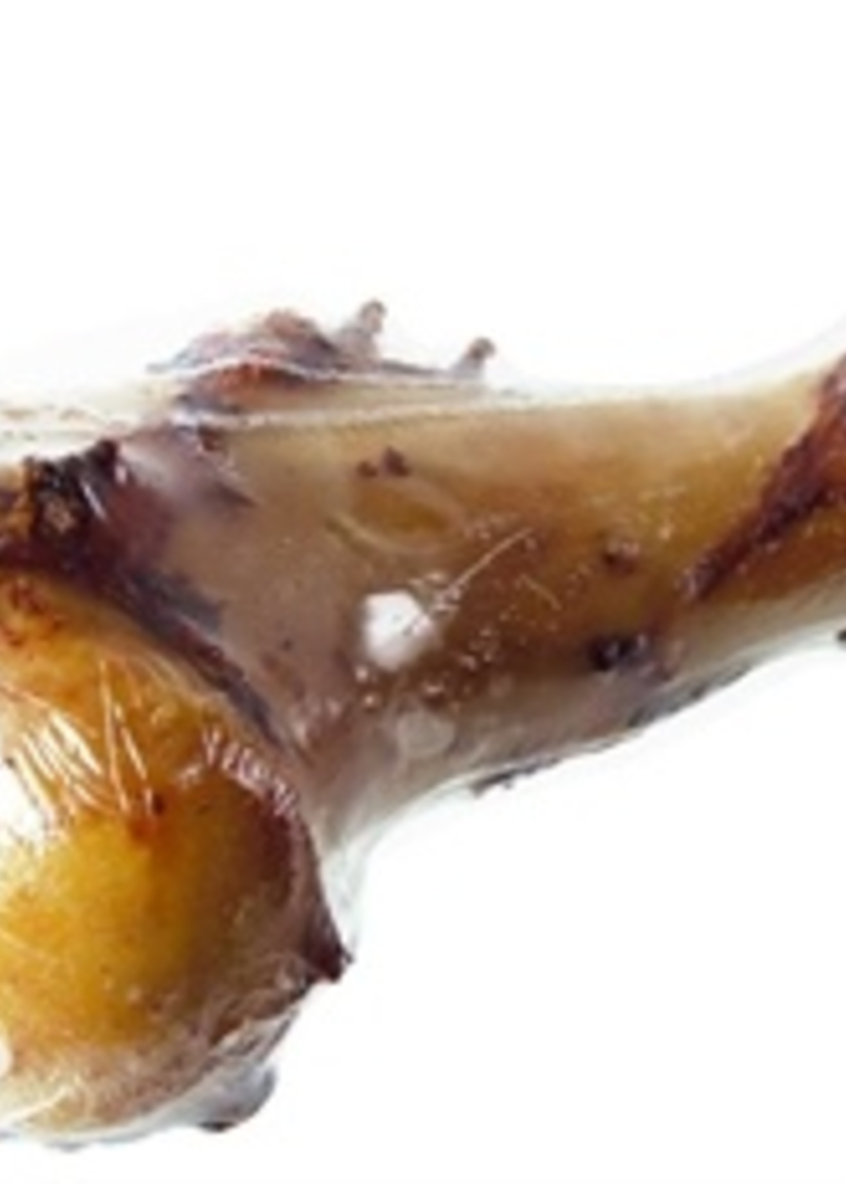 Petsnack Petsnack dinobot verpakt