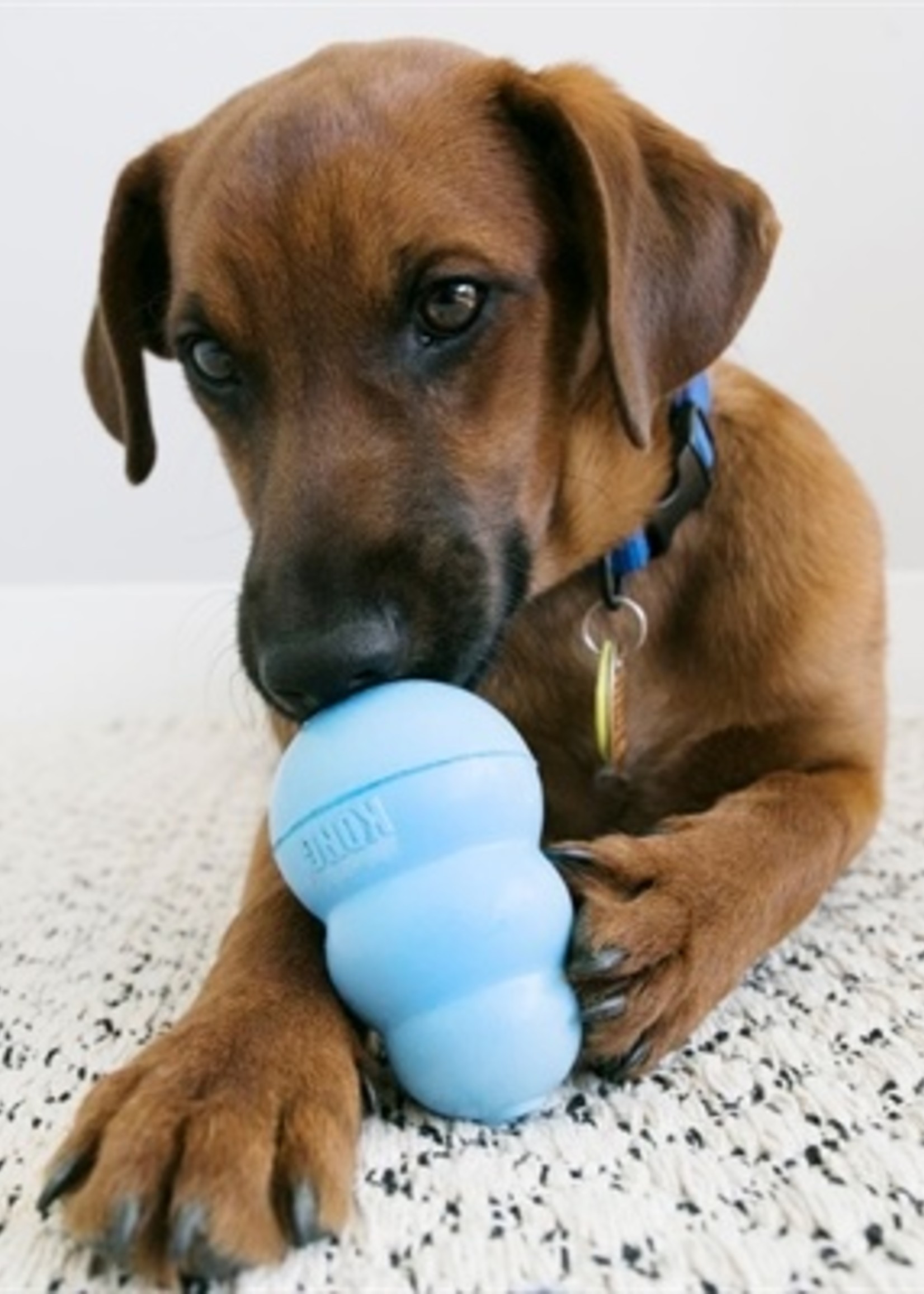 Kong Kong snacks puppy