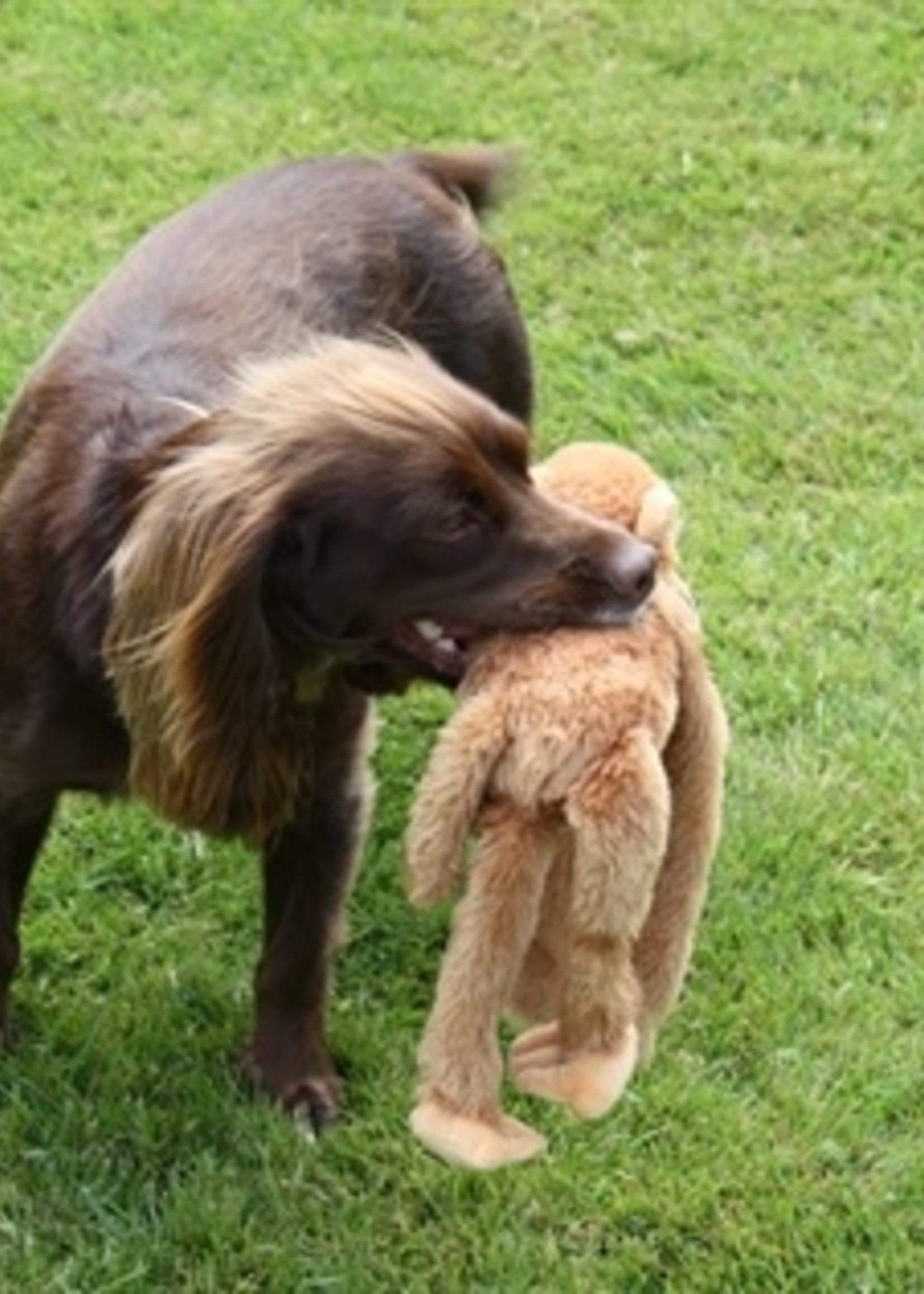 Multipet Multipet swinger baviaan