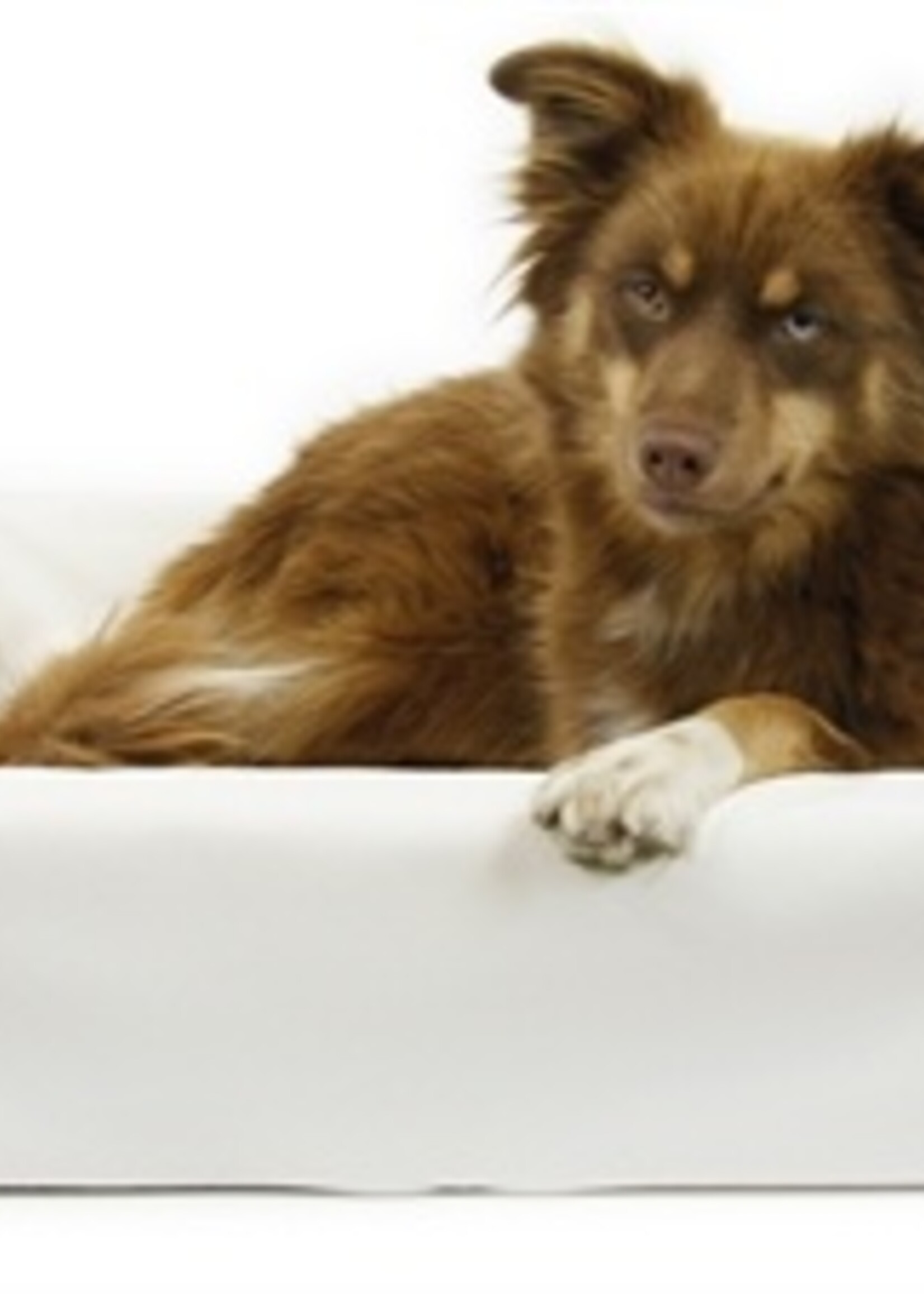 Bia bed Bia bed hondenmand wit
