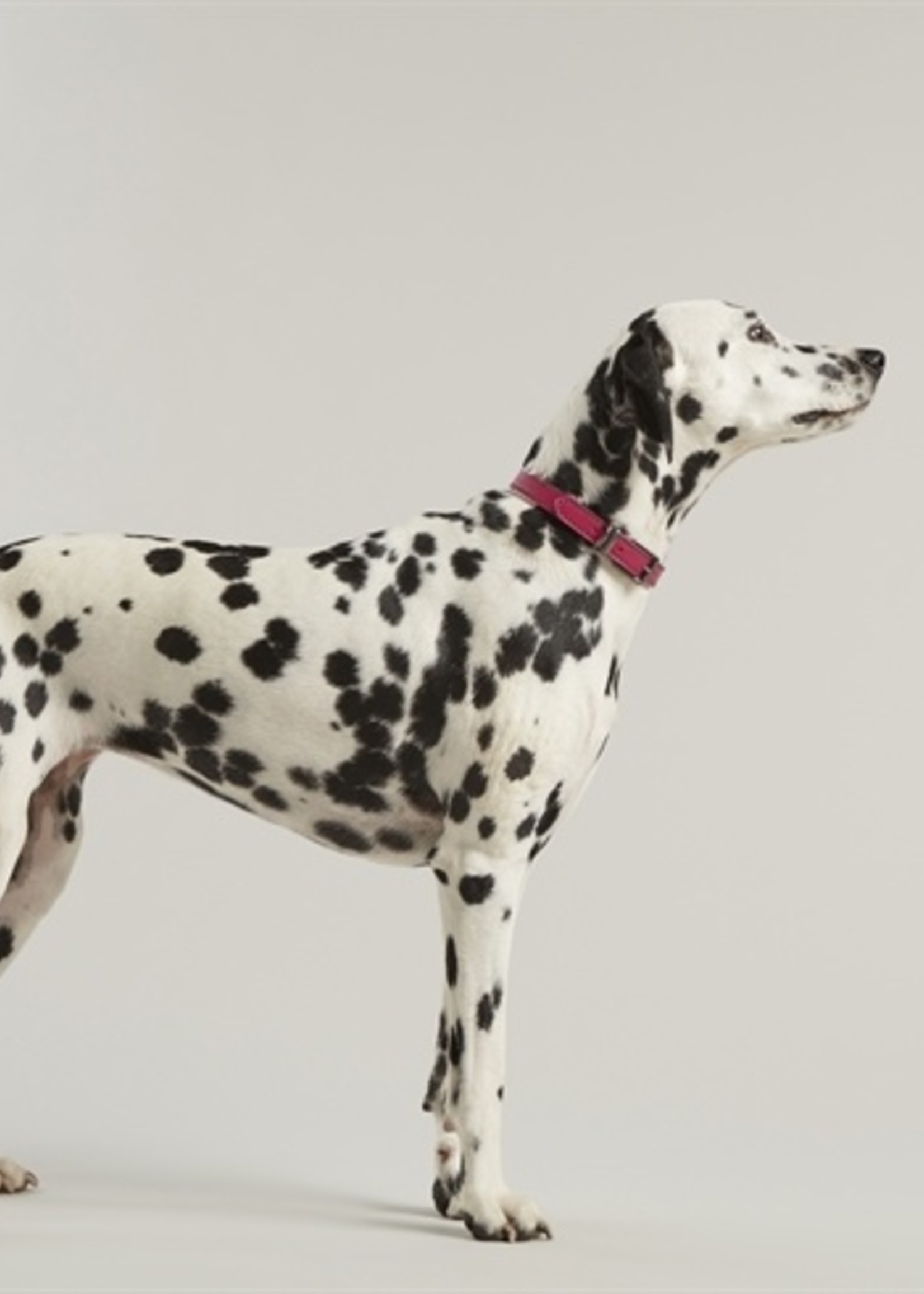 Joules Joules halsband hond leer roze