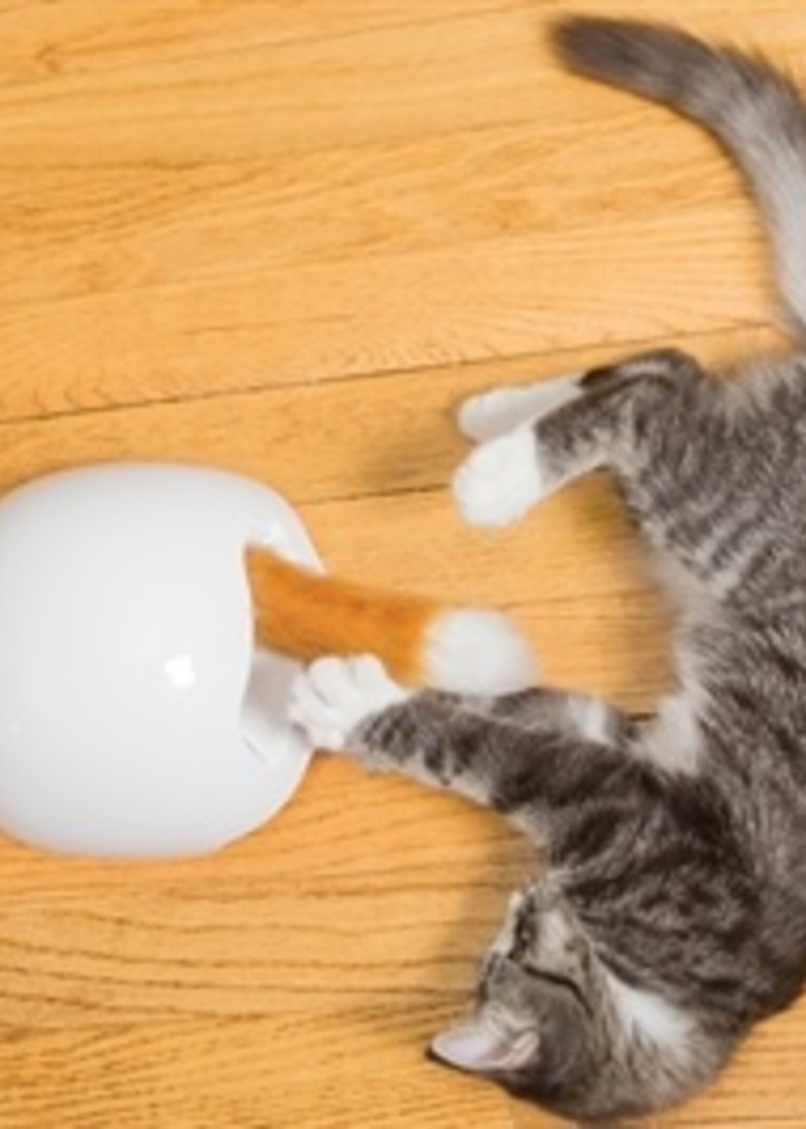 Frolicat Frolicat fox den