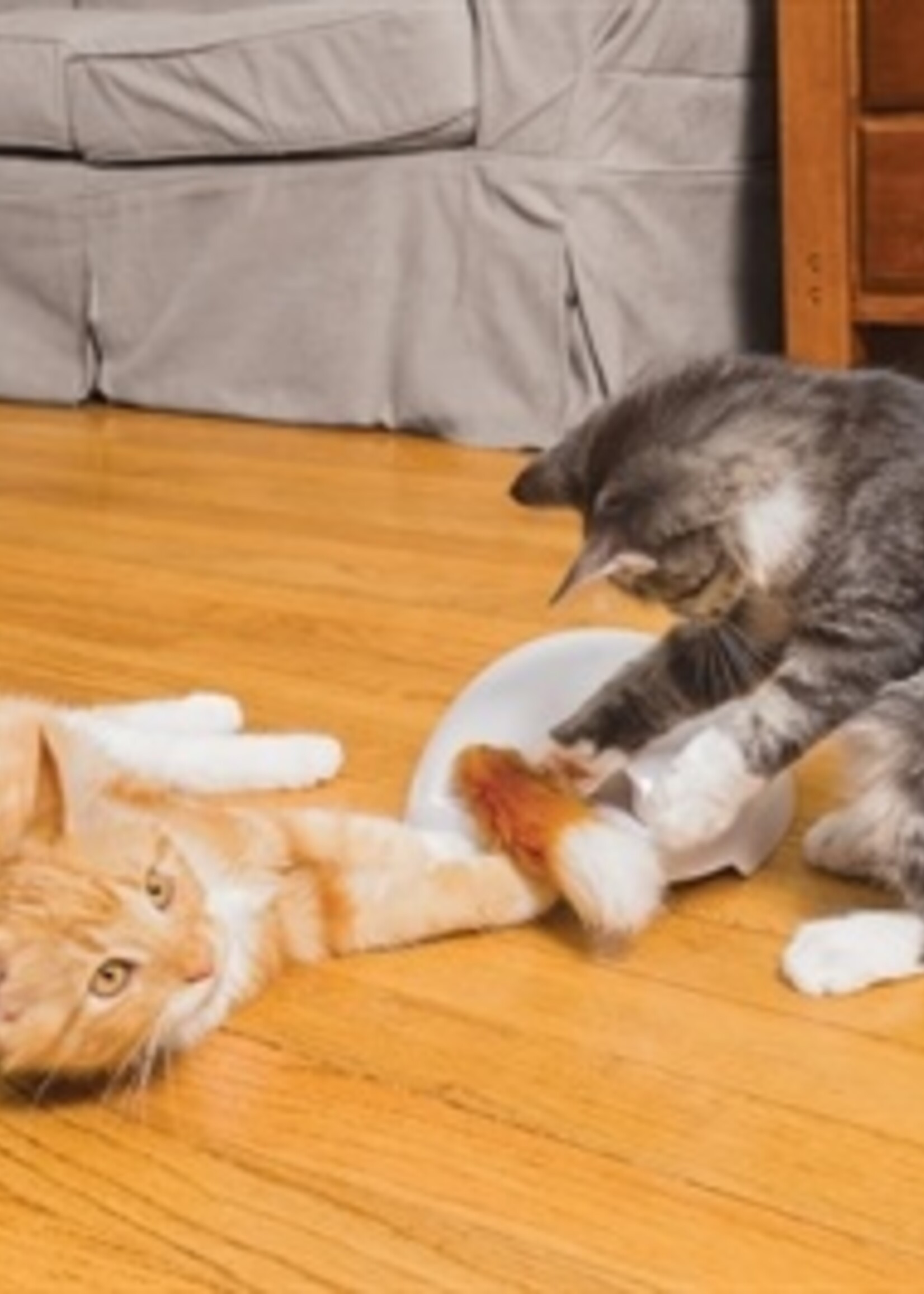 Frolicat Frolicat fox den