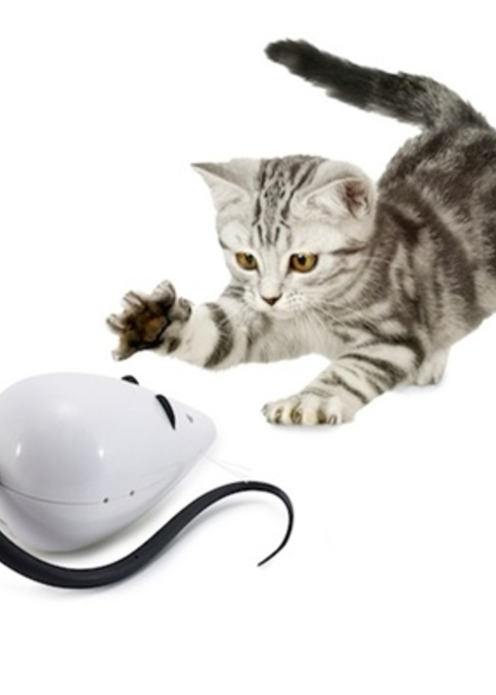 Frolicat Frolicat rolorat