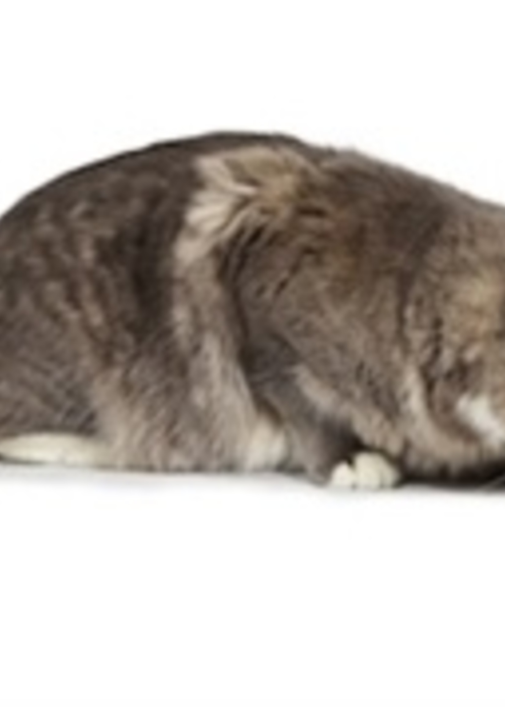 Frolicat Frolicat rolorat
