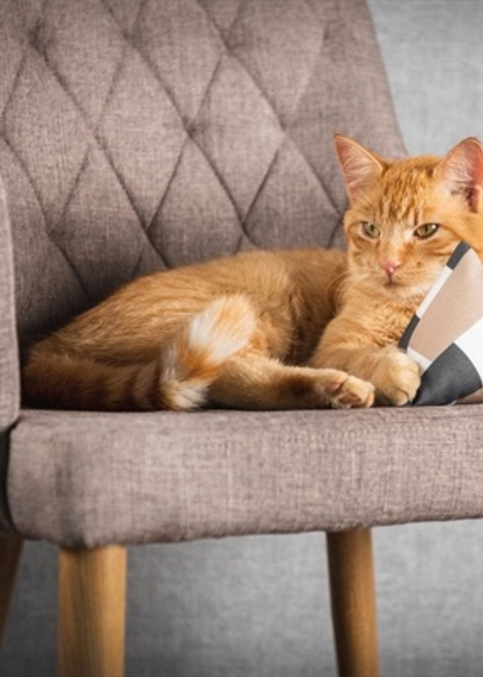 Canadiancat company Canadian cat mini pyramide set met catnip bruin / beige