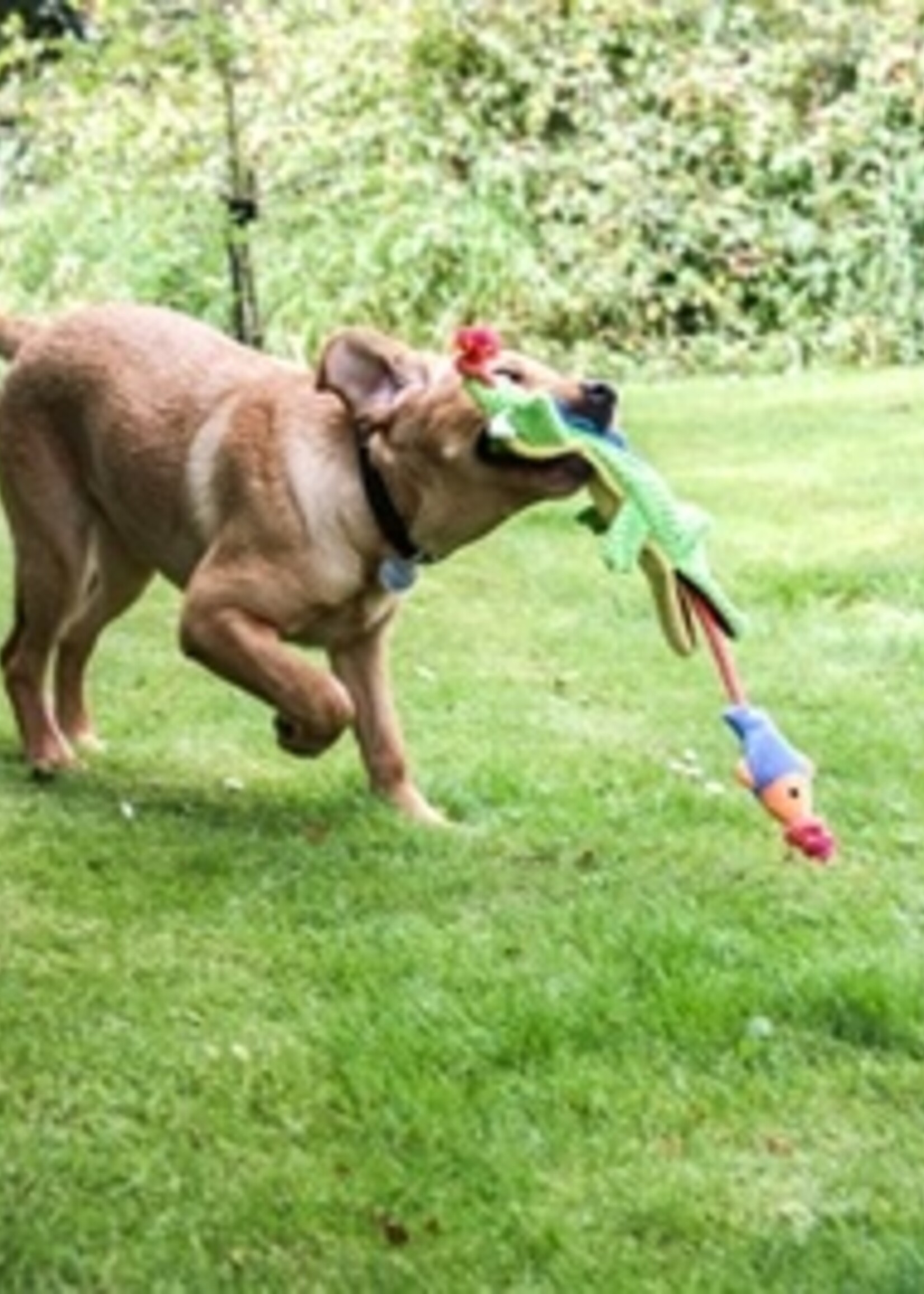 Mad about pets Mad about pets cordy catcher krokodil