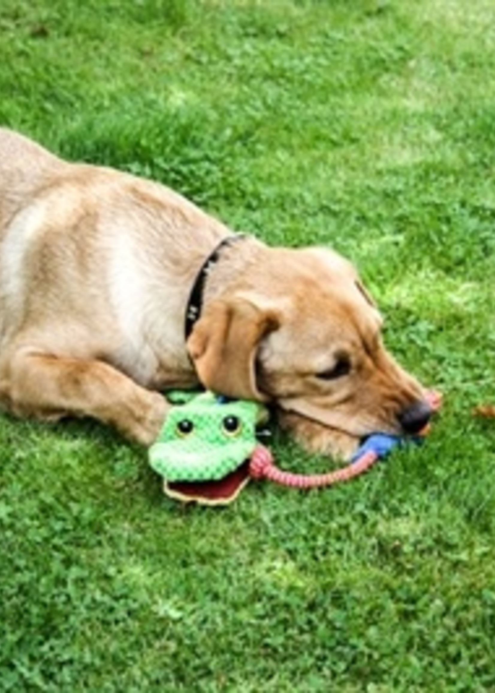 Mad about pets Mad about pets cordy catcher krokodil