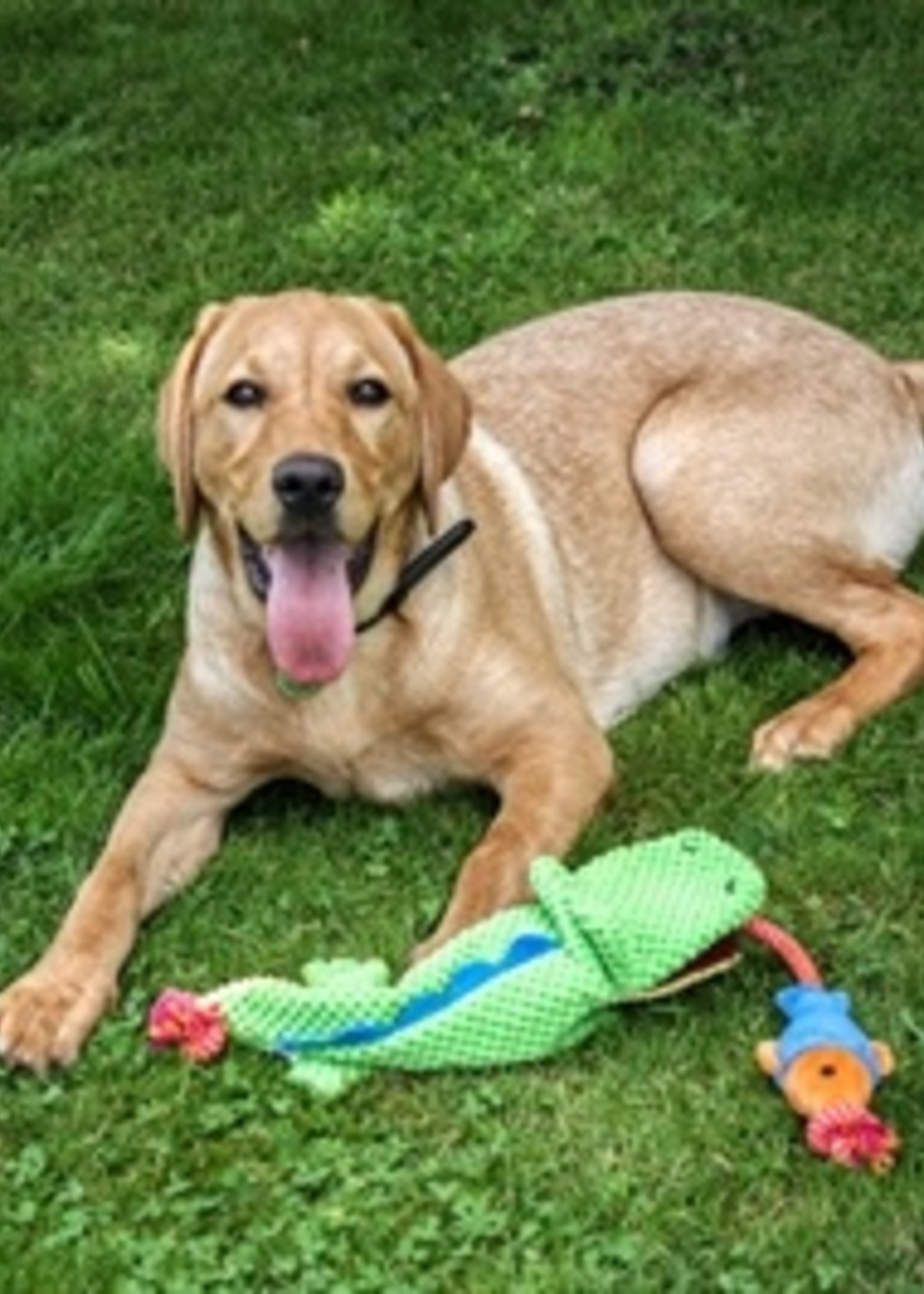 Mad about pets Mad about pets cordy catcher krokodil