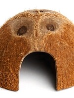 Komodo Komodo coconut den