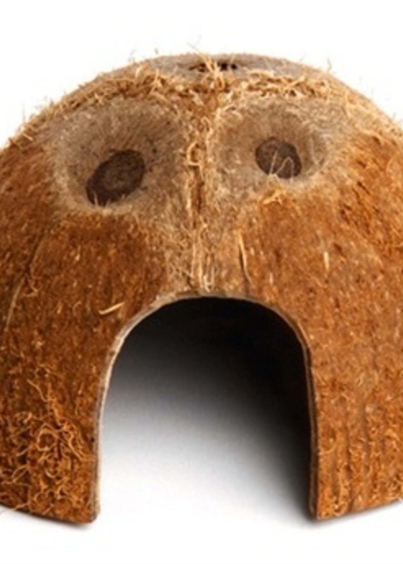 Komodo Komodo coconut den