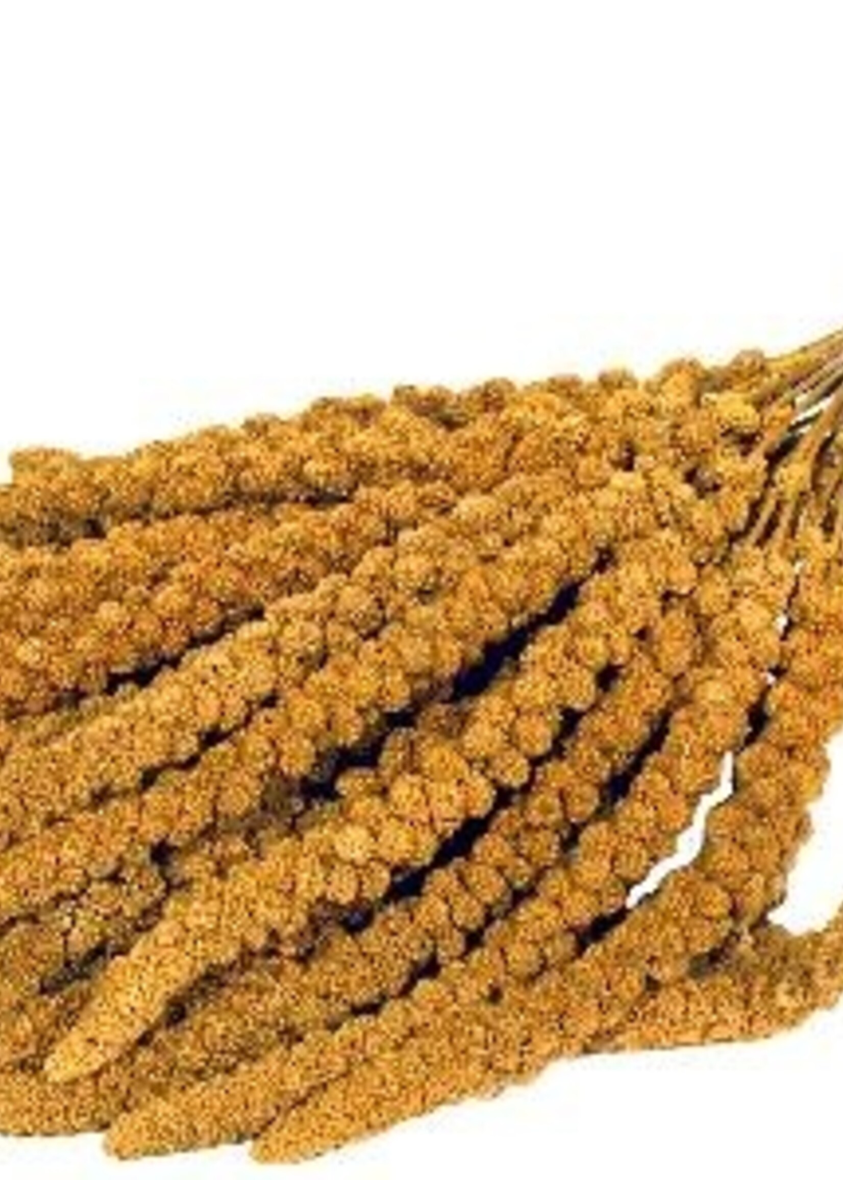 Versele-laga Prestige  trosgierst