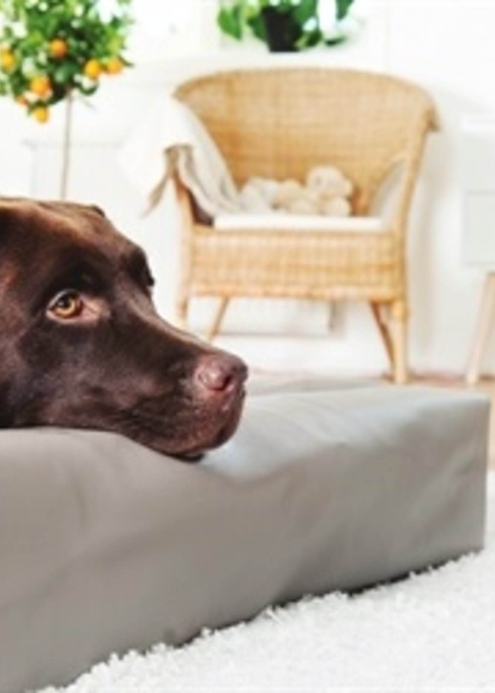 Bia bed Bia bed kunstleer hoes hondenmand taupe