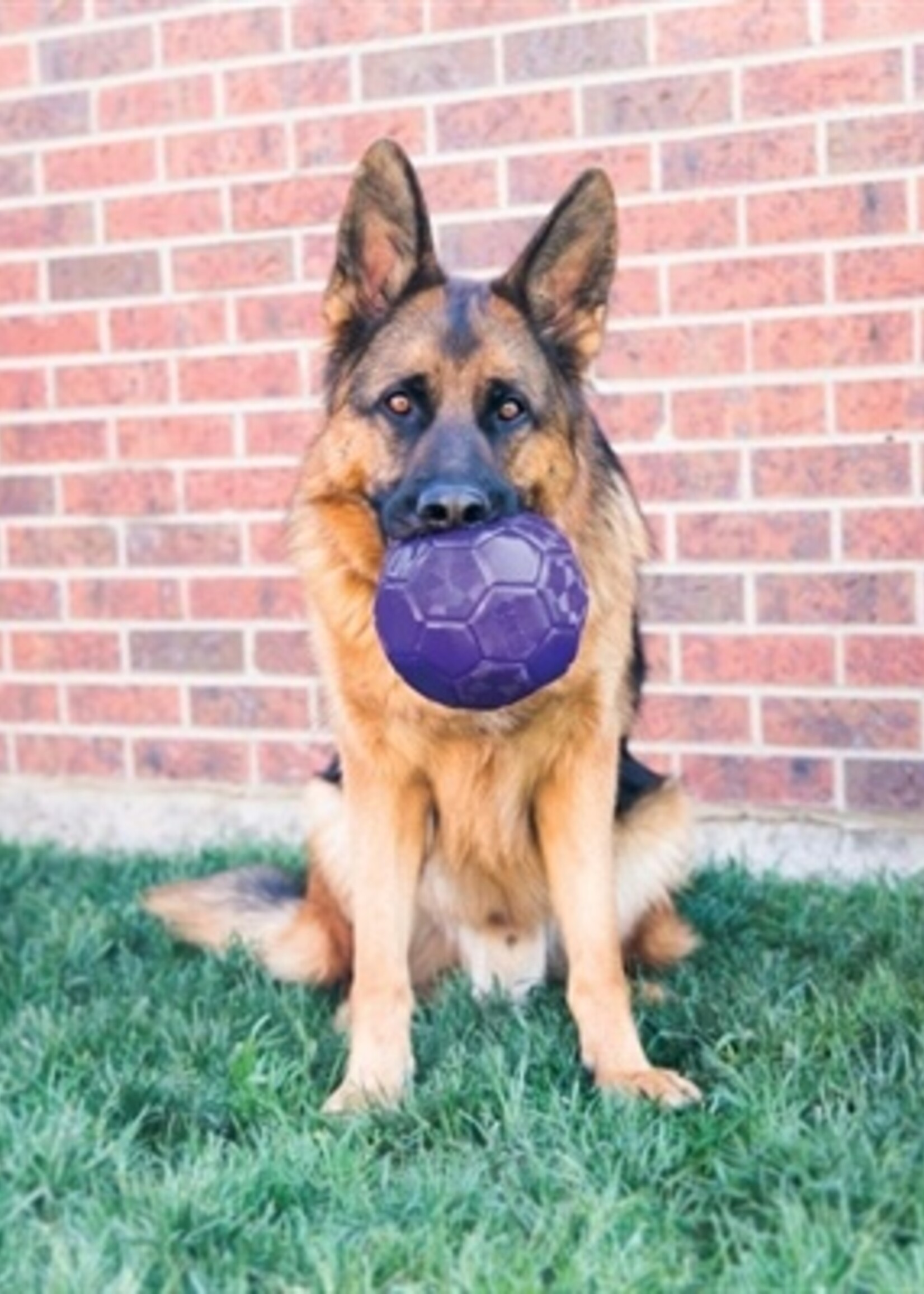 Kong Kong flexball paars