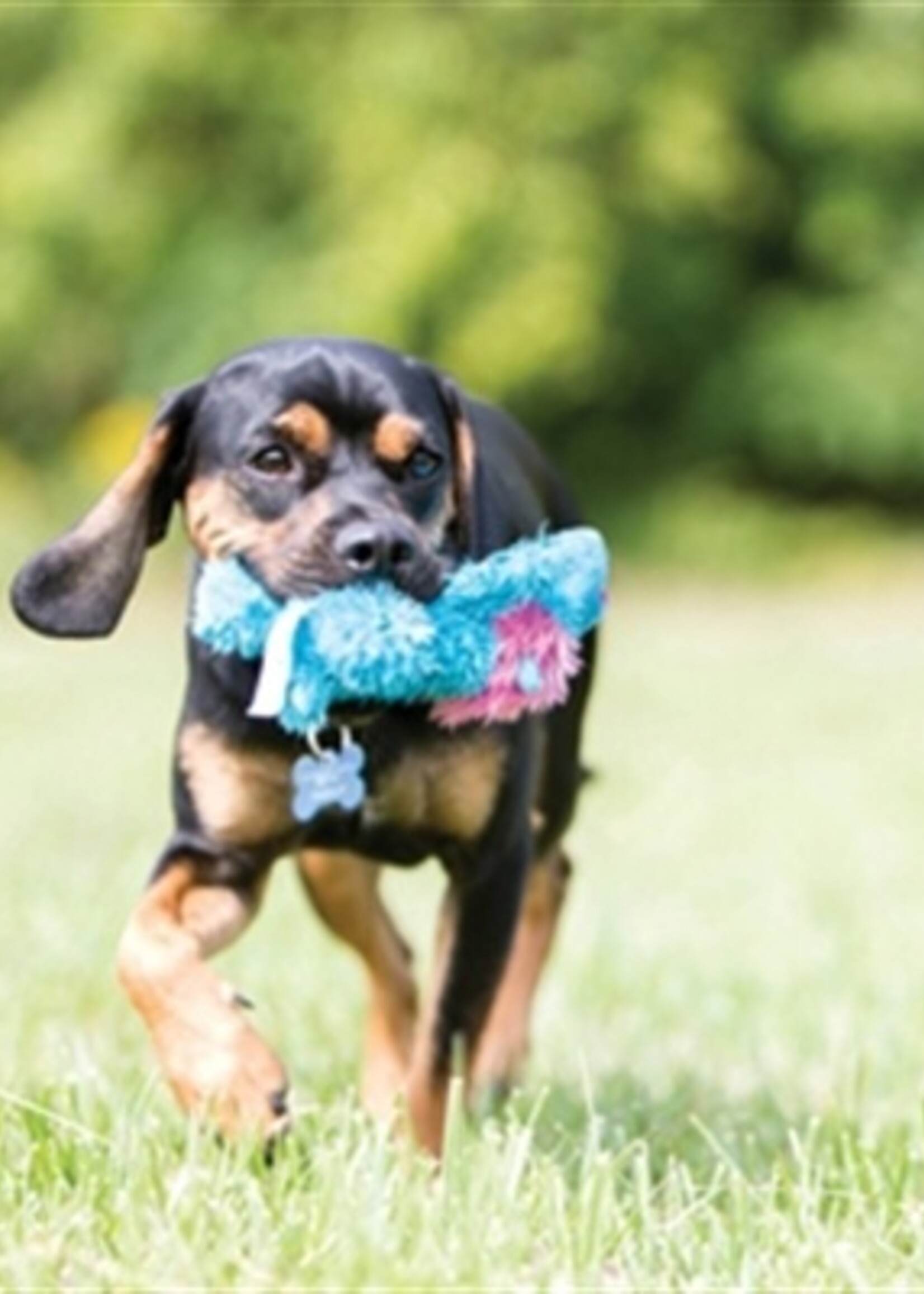 Kong Kong cozie brights assorti