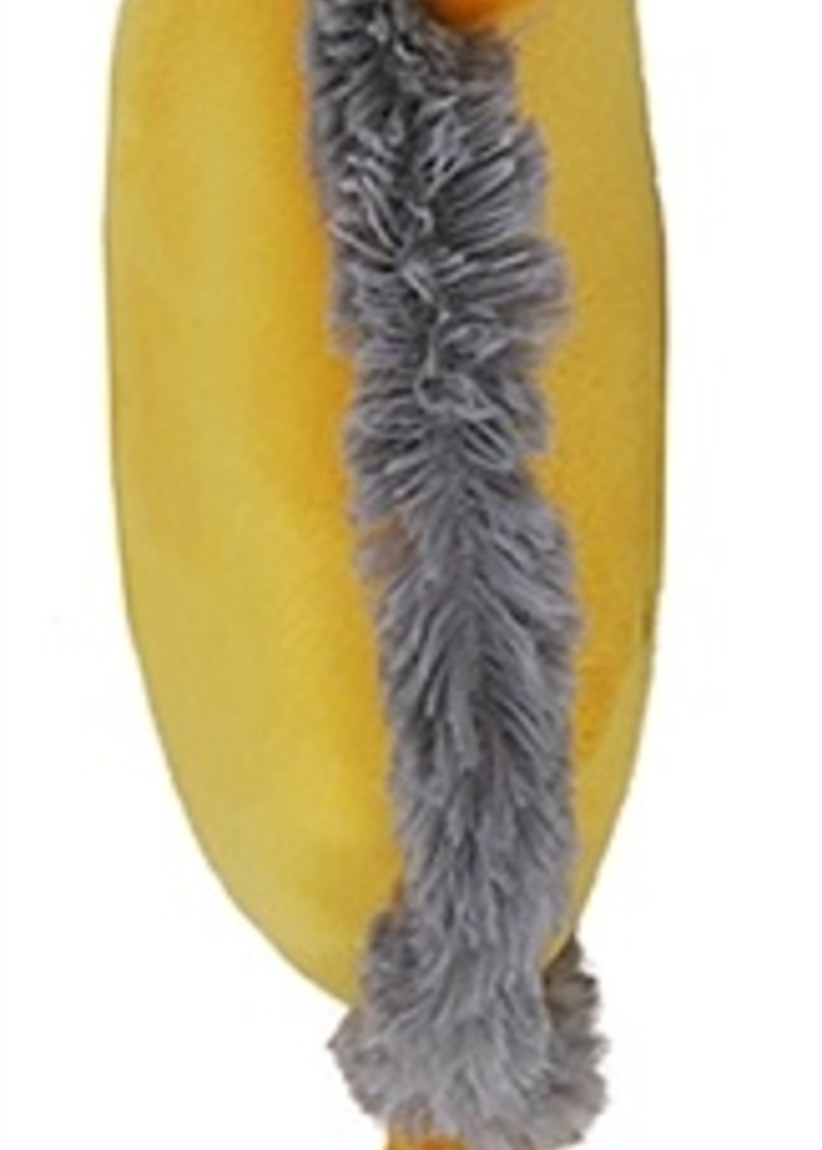 Rosewood Rosewood leo de leeuw